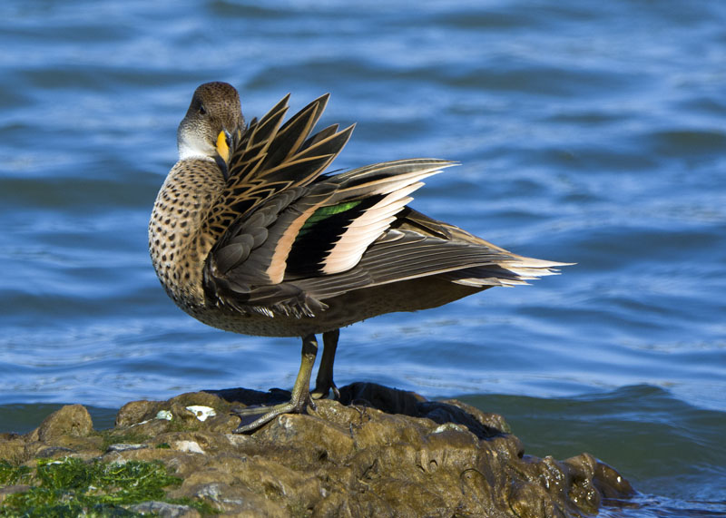 Femmina di Germano reale (Anas plathyrhynchos)